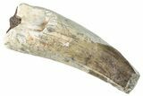 Dinosaur-Eating Crocodile (Sarcosuchus) Tooth - Niger #282117-1